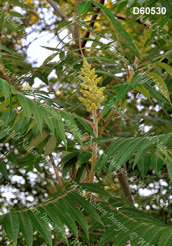 Staghorn Sumac (Rhus typhina)